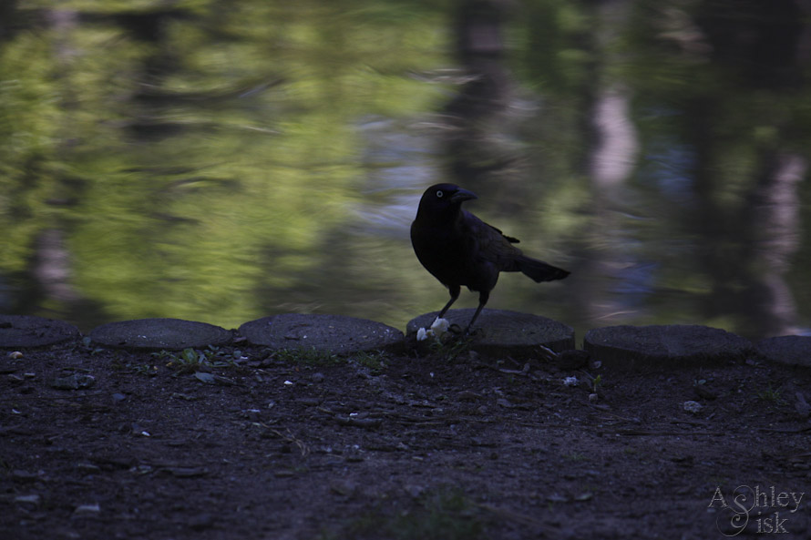 Bird by the Lake SOOC