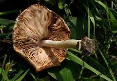 Fawn Mushroom underside