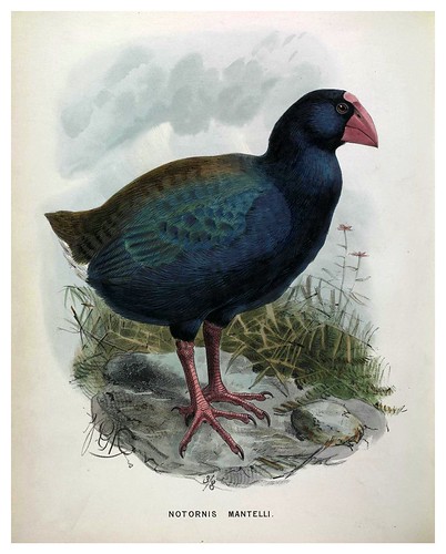 013-A History of the Birds of New Zealand 1873-Sir Walter Lawry Buller
