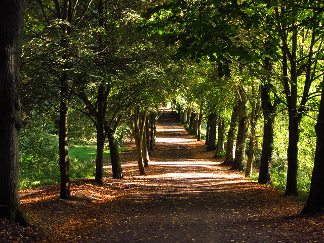 The Lime Avenue