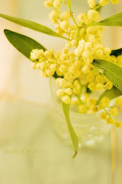 Golden Wattle Flowers