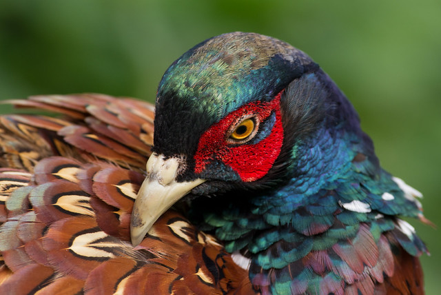 male pheasant close up preening