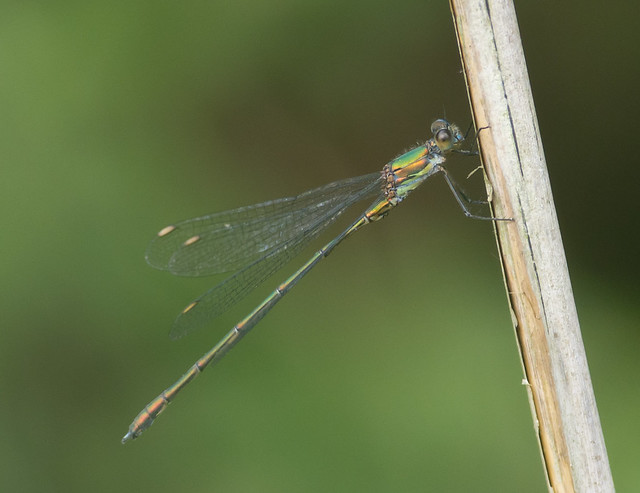 willow emerald