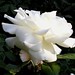 White_Rose_by_OfGermanBlood
