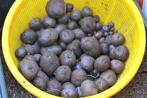 Purple Potato Harvest