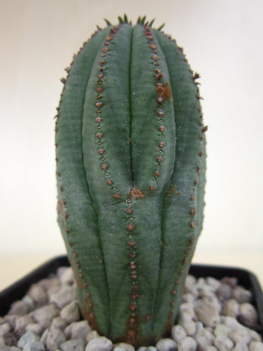 Euphorbia obesa x mammillaris by juan_y_ana