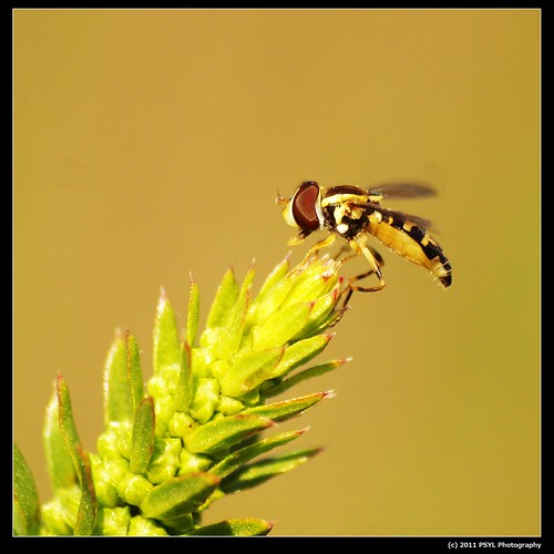 Unknown Hover Fly