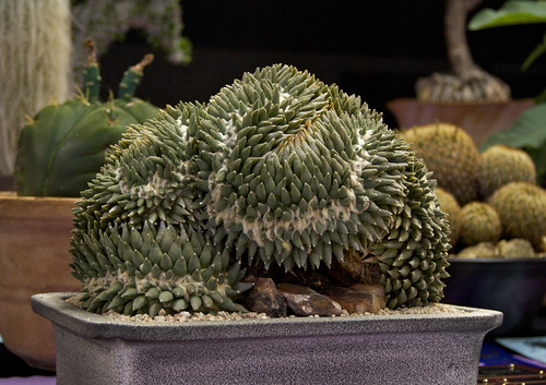 Crested Ariocarpus by Cactus and Succulent Society of America
