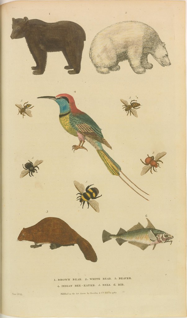 Bears, beaver, bird, bees, and fish - in colour from 1785