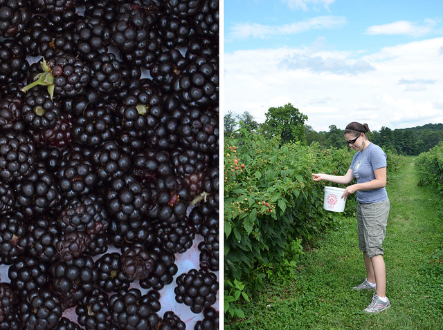 berry picking at butlers orchard