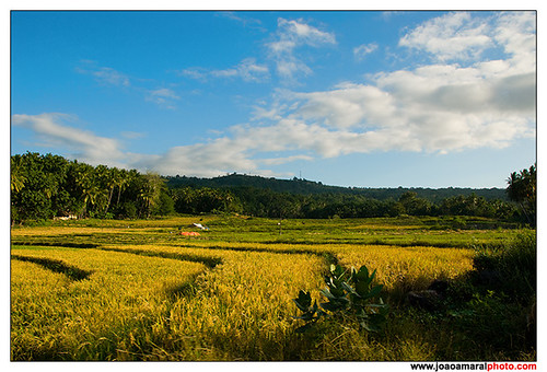 Cereal Fields @Baucau by joaoamaralphoto
