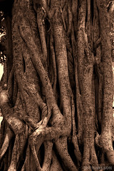 Banyan Tree Scars