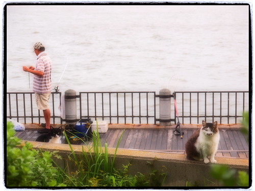 angler and cats