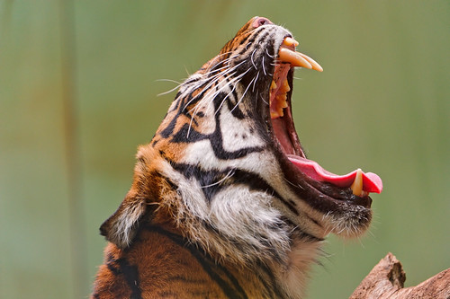  フリー写真素材, 動物, 哺乳類, 虎・トラ, 欠伸・あくび, 口を開ける,  