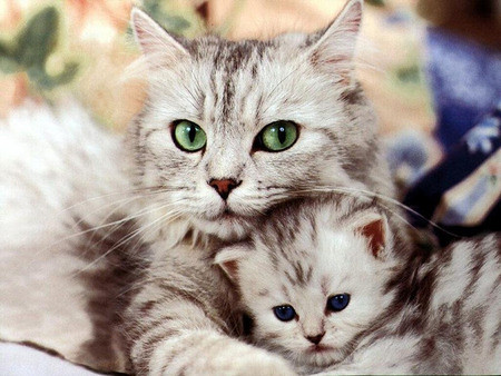 kitten mom hug