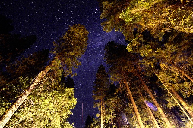 stars through the trees