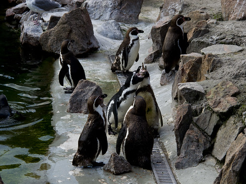 Copenhagen Zoo