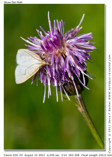 Straw Dot Moth Primrose Hill Birkacre Yarrow Valley Chorley Lancashire