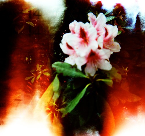 Blurry Laurelhurst Blossoms by liquidnight