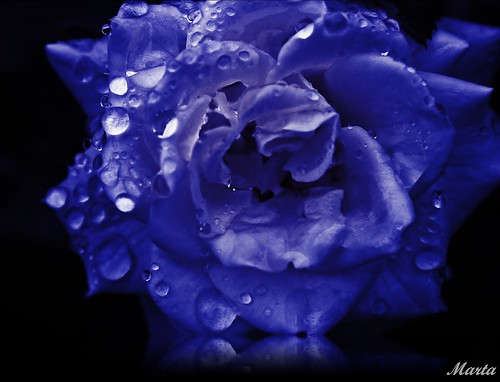 rosa blue