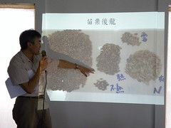 統一麵包麻豆廠副廠長姜玉龍，說明小麥採收後常見外觀與品質間的關係。