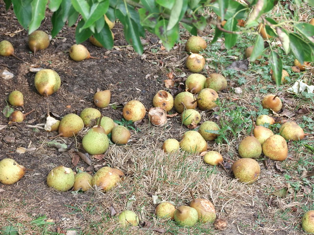 lincs pears windfall