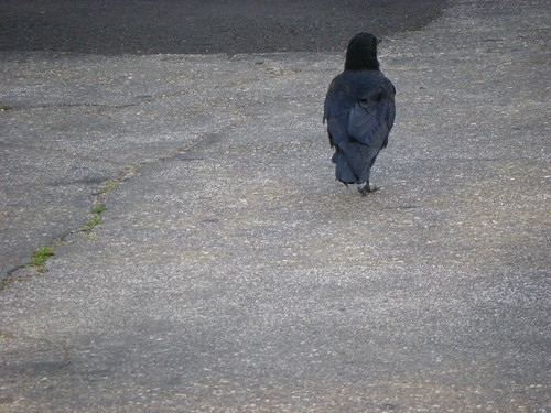 Behind The Crow