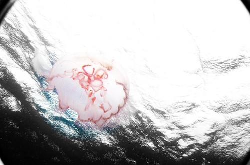 Jellyfish swimming across Breakers Reef 8.6.11 by elawgrrl
