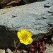 Ranunculus eschscholtzii Alpine buttercup