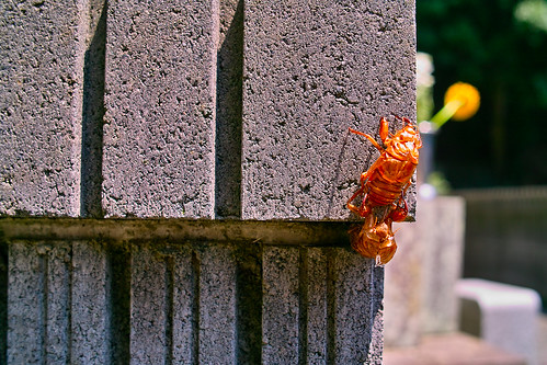 Husk of a cicada by RioLaaa