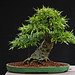 Ficus salicaria Informal Upright 8-18-11