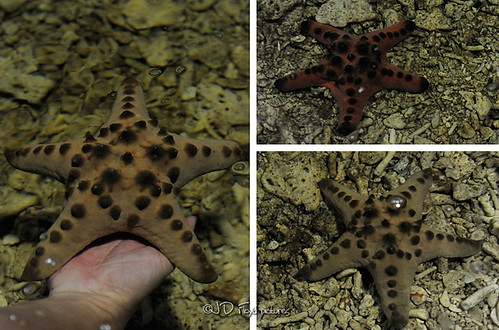 starfish750