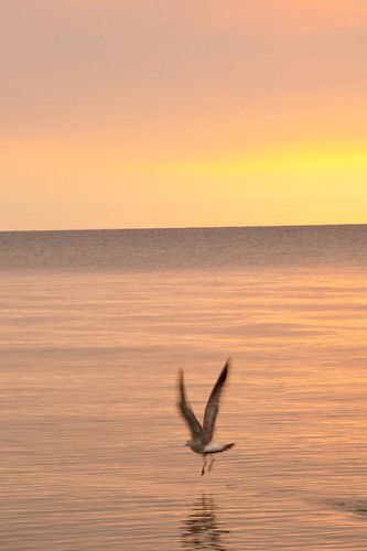 Sunrise with the seagull