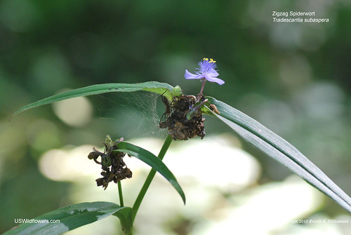 Zigzag Spiderwort, Wideleaf Spiderwort - Tradescantia subaspera