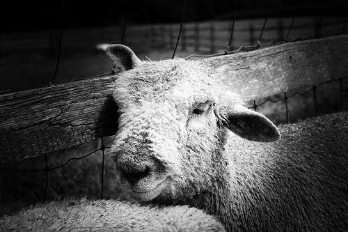 Lamb from the Billings Farm