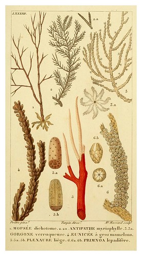 019-Manuel d'actinologie ou de zoophytologie (Volume plates) 1834- H.-M. Ducrotay Blainville