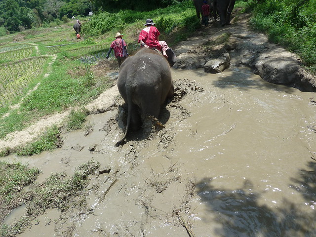 ¡TAILANDIA EN CHANCLETAS! - Blogs de Tailandia - Patara Elephant Farm (28)
