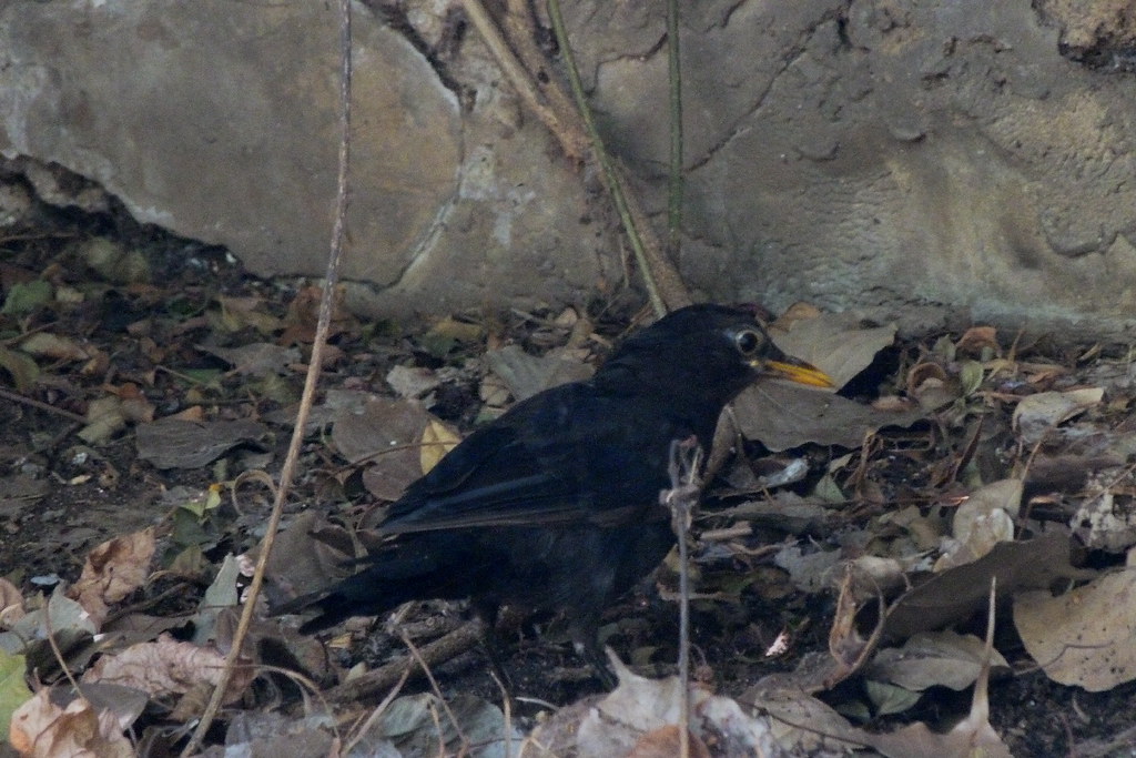 20-08-2011-blackbird