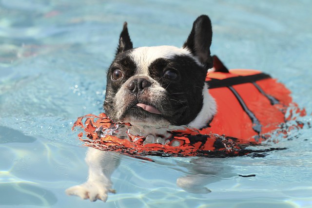 French Bulldog Chikuwa swimming