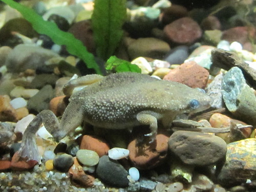Water Toad