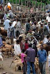 Goat Market, Lalibela, Ethiopia