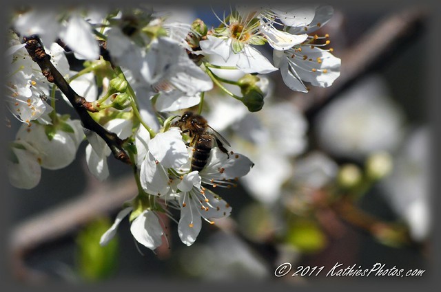 Bee and apple blossom