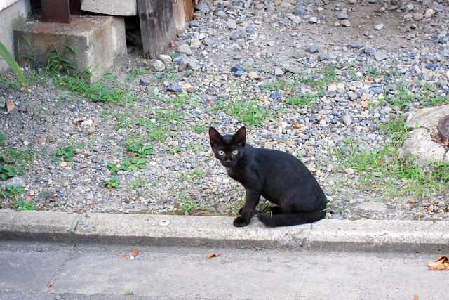 Today's Cat@2011-08-14