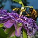 Passion Flower and Bumble Bee (4)
