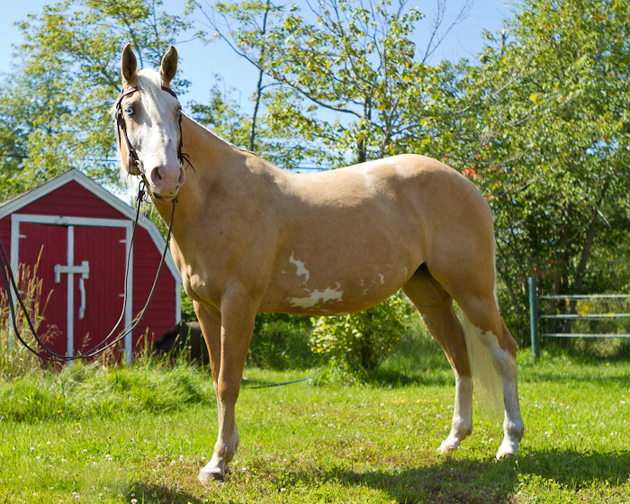 Halifax NS Wedding Portrait Horse Equine photography - Splash & Donna - Nicole Payzant -  (5 of 26)
