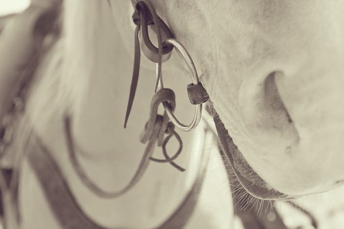 Halifax NS Wedding Portrait Horse Equine photography - Splash & Donna - Nicole Payzant -  (18 of 26)
