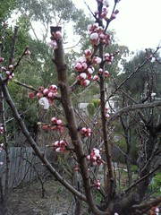 Blossom on the oldest Moorpark Apricot 