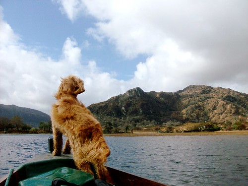 Charlie the dog, getting some fresh air on the Interstudy excursion boat ride in Killarney, Co. Kerry., Maura Condon, Queen's University, Belfast, Spr