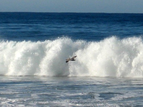 surfing pelican