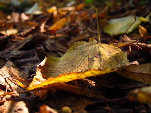 Autumn Leaf, Cannizaro Park